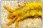 Yellow Sea Cucumber
